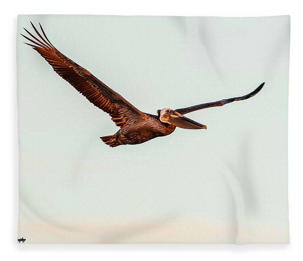 Pelican Fleece Blanket featuring the photograph Brown Pelican in Flight 2 by Tahmina Watson