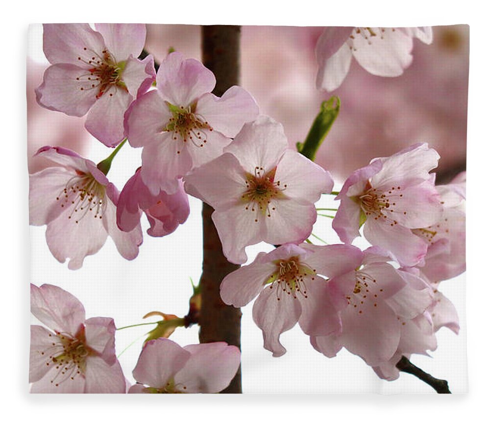 Apple Fleece Blanket featuring the photograph Budding Apple Blossom Power by D Lee