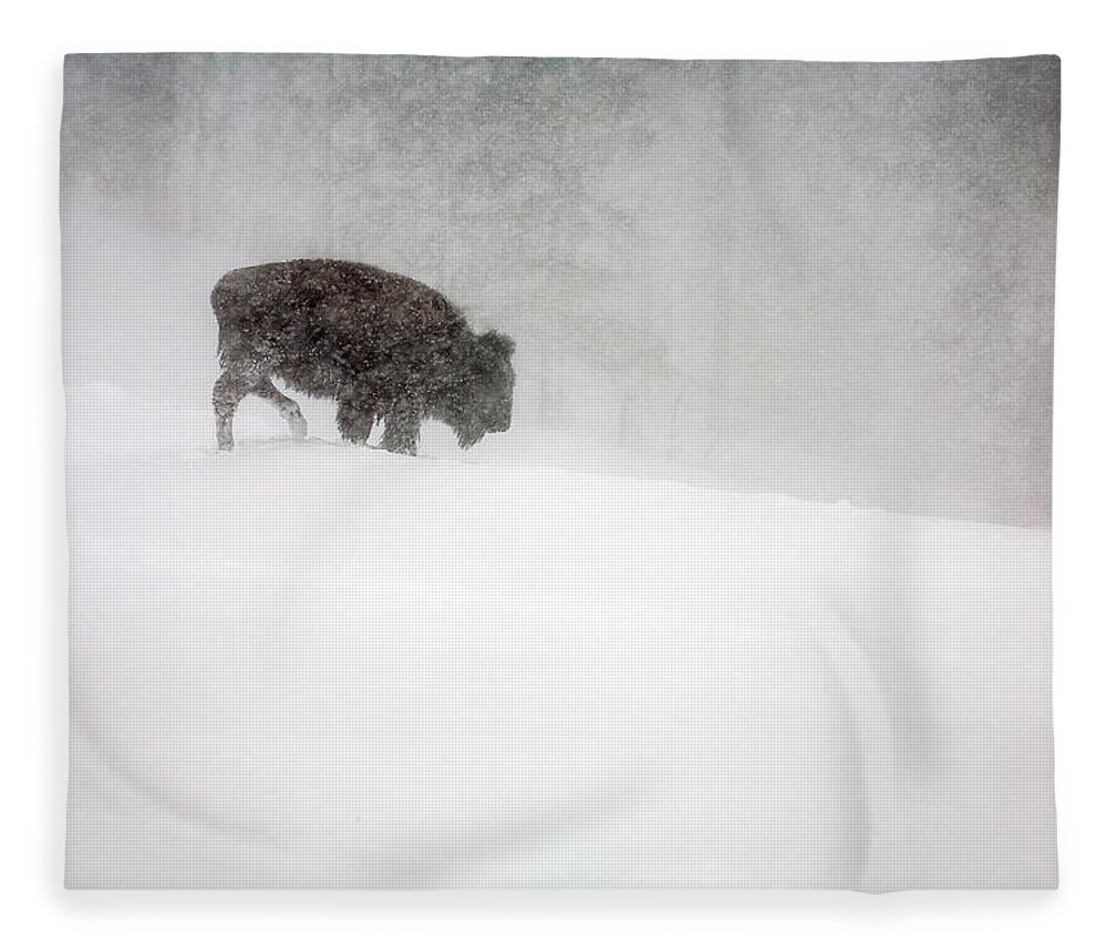Winter Fleece Blanket featuring the photograph Buffalo in Winter Storm by Craig J Satterlee