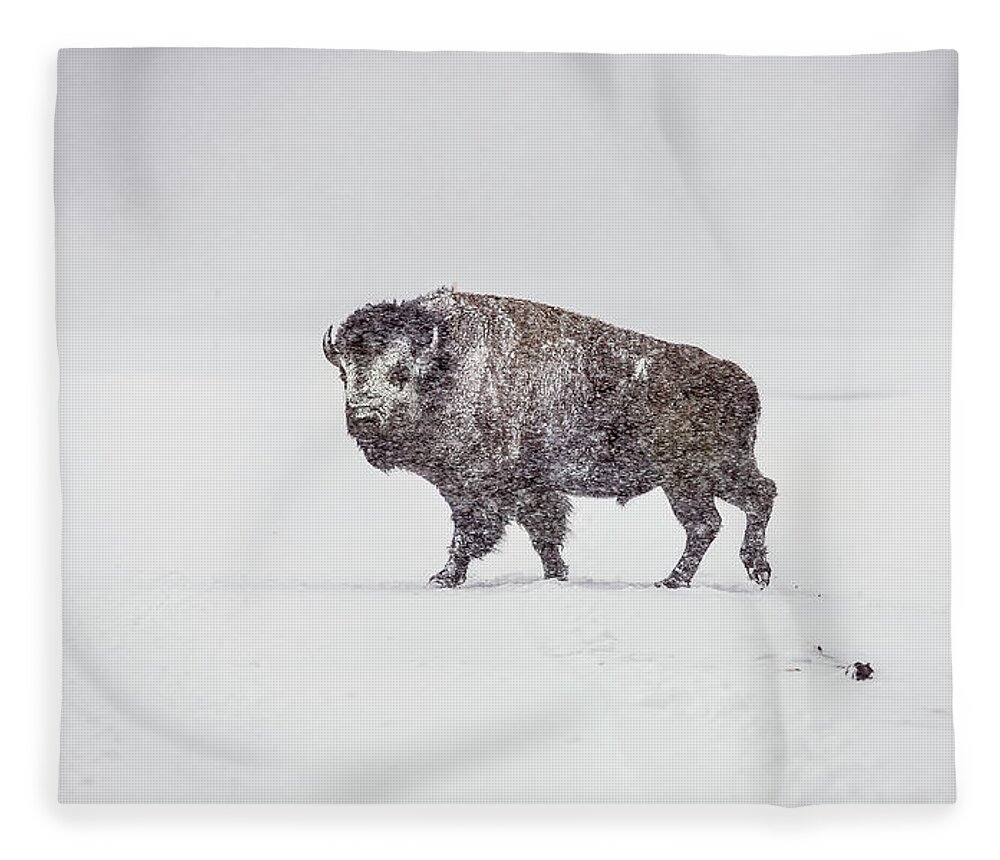 Buffalo Fleece Blanket featuring the photograph Buffalo in Yellowstone Winter by Craig J Satterlee