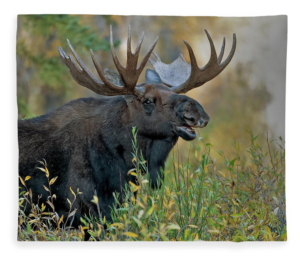 Bull Moose Calling Fleece Blanket featuring the photograph Bull Moose Calling by Gary Langley