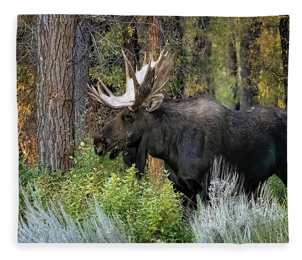 Nature Fleece Blanket featuring the photograph Bull Moose by Linda Shannon Morgan