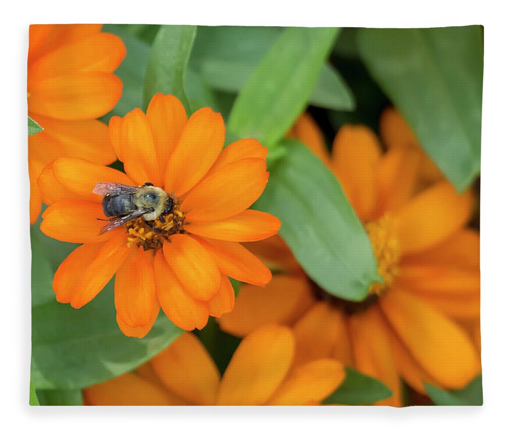 Flower Fleece Blanket featuring the photograph Bumblebee on Zinnia by Dawn Cavalieri