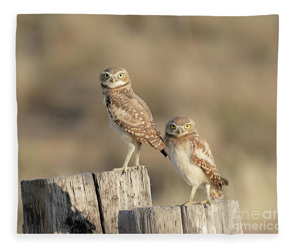 Bird Fleece Blanket featuring the photograph Burrowing Owls in Northern Utah by Dennis Hammer