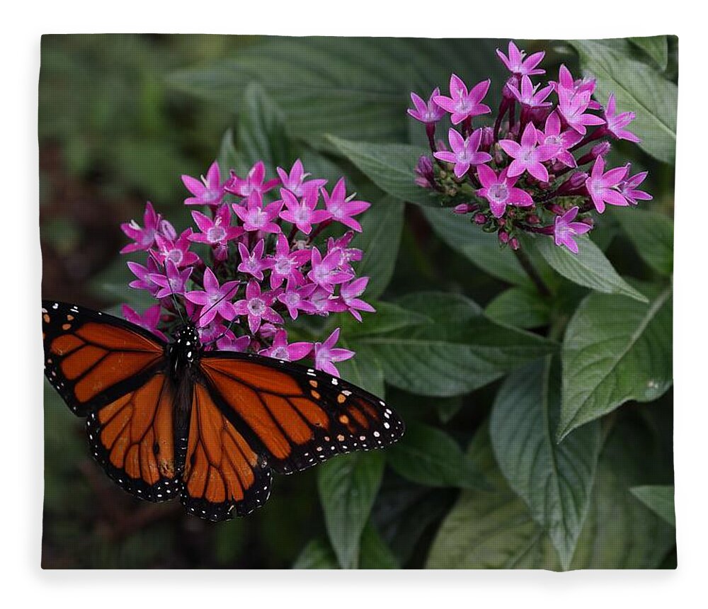 Butterfly Fleece Blanket featuring the photograph Monarch Butterfly by Mingming Jiang