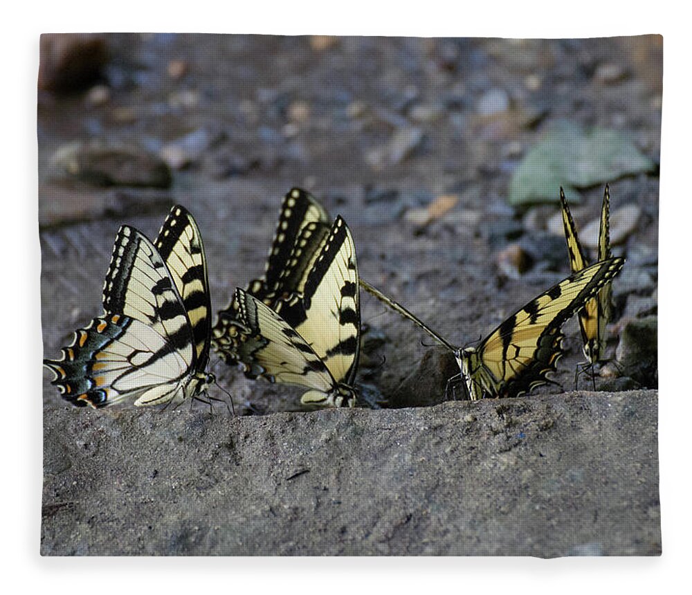 Butterflies Fleece Blanket featuring the photograph Butterfly Nation Swallowtail Butterflies II by Demetrai Johnson