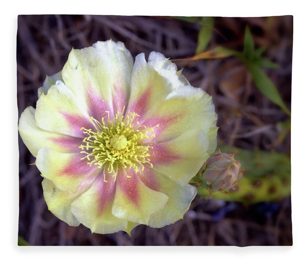 Cactus Fleece Blanket featuring the photograph Cactus Blossom by Bob Falcone