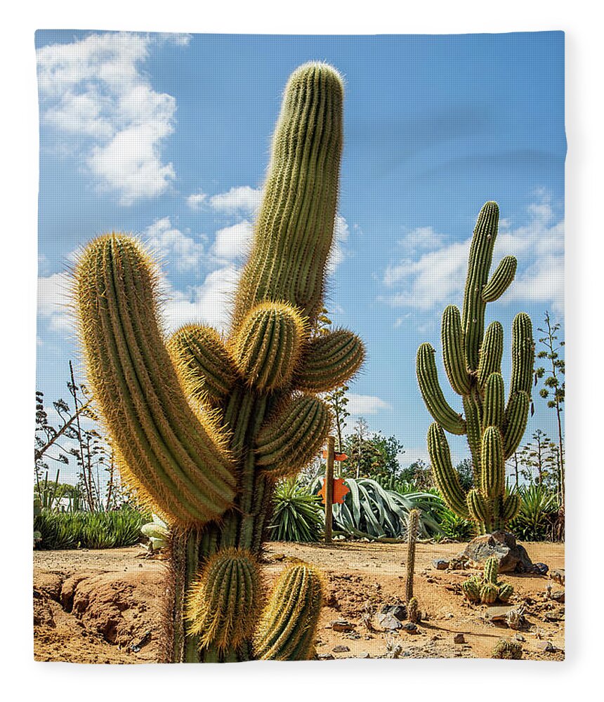 Cactus Fleece Blanket featuring the photograph Cactus Country by Vicki Walsh