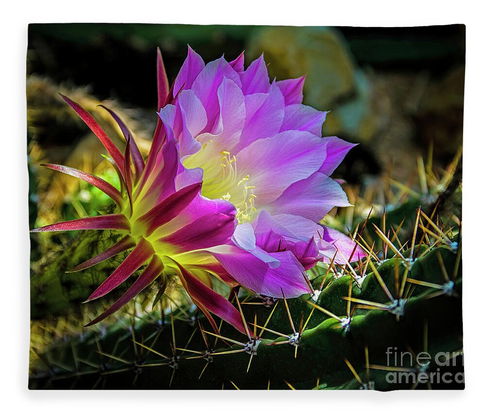 Jon Burch Fleece Blanket featuring the photograph Cactus Flower by Jon Burch Photography