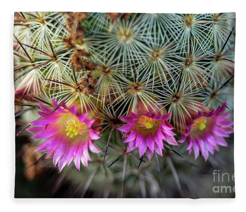 Cactus Fleece Blanket featuring the photograph Cactus Flowers by Seth Betterly