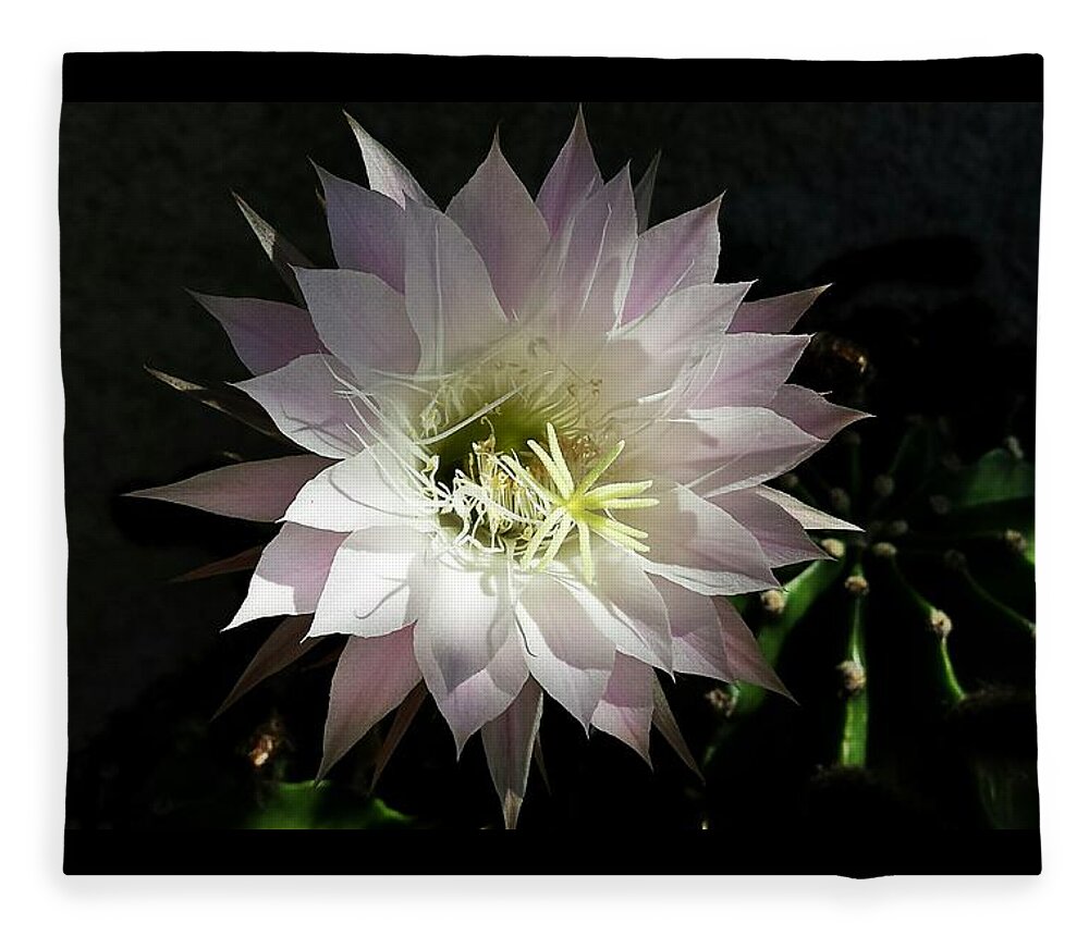 Cactus Fleece Blanket featuring the photograph Cactus by Tanja Leuenberger