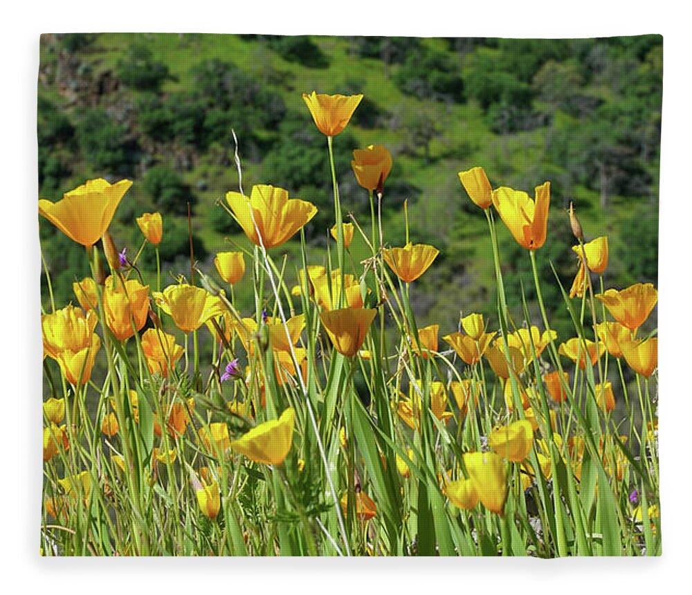 Poppies Fleece Blanket featuring the photograph California Gold by Brett Harvey