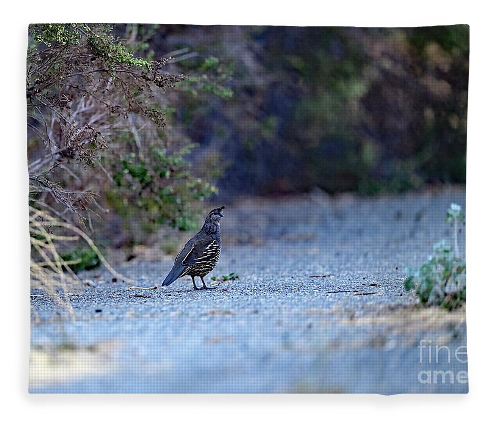 Bird Fleece Blanket featuring the photograph California Quail in the Wild by Amazing Action Photo Video