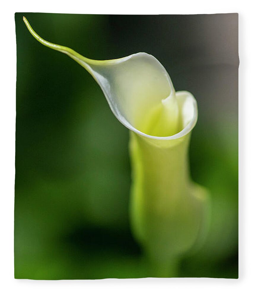 Calla Lily Fleece Blanket featuring the photograph Calla Lily 2 by Kathy Paynter