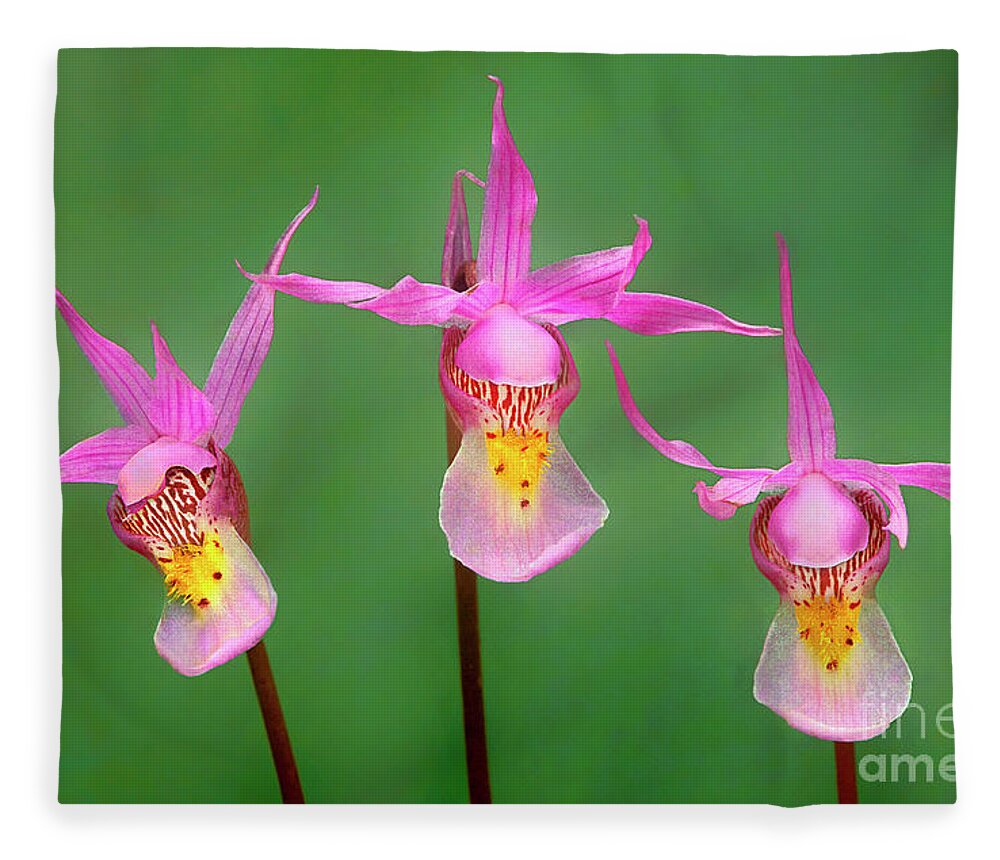 Dave Welling Fleece Blanket featuring the photograph Calypso Orchids Calypso Bulbosa Wyoming by Dave Welling