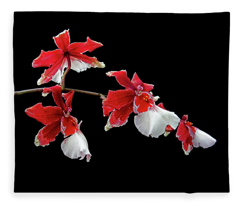 Orchids Fleece Blanket featuring the photograph Cambria Orchid by Jessica Jenney