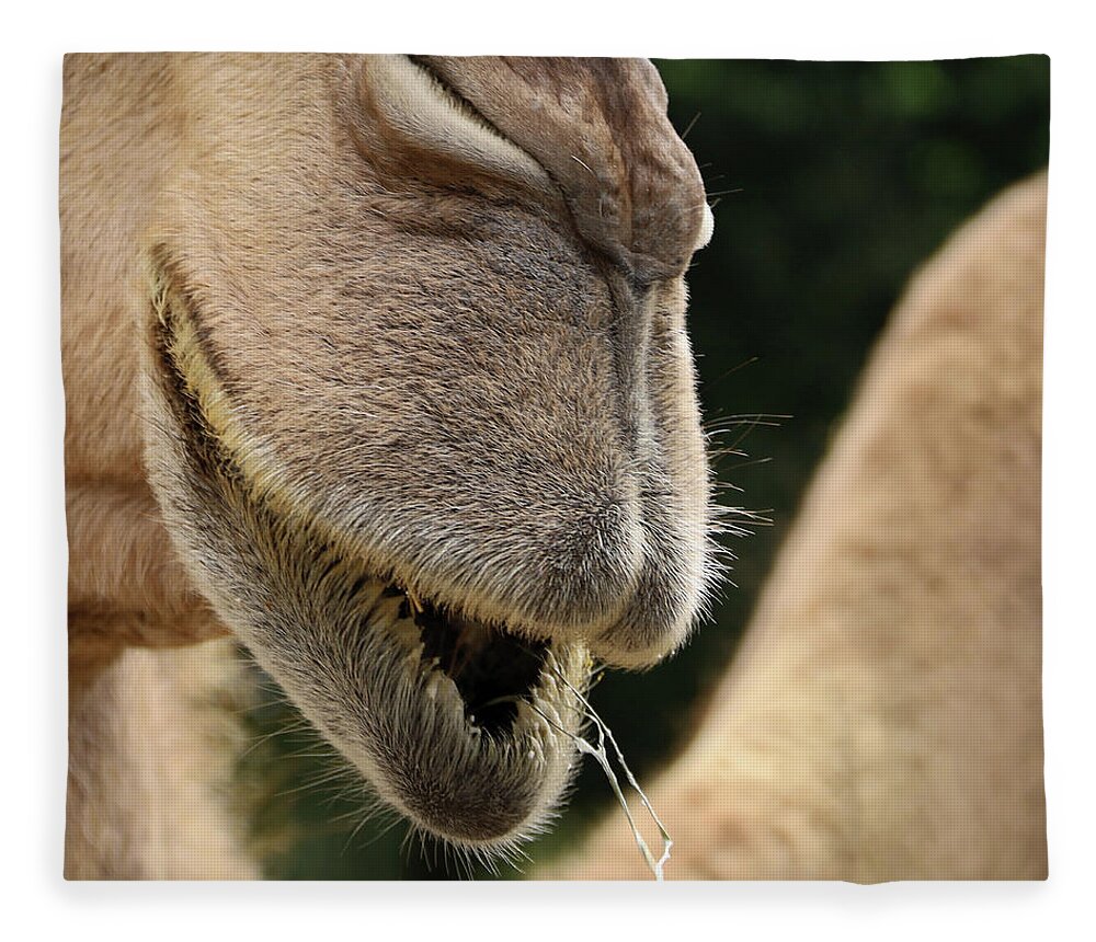 Camel Fleece Blanket featuring the photograph Camel by M Kathleen Warren
