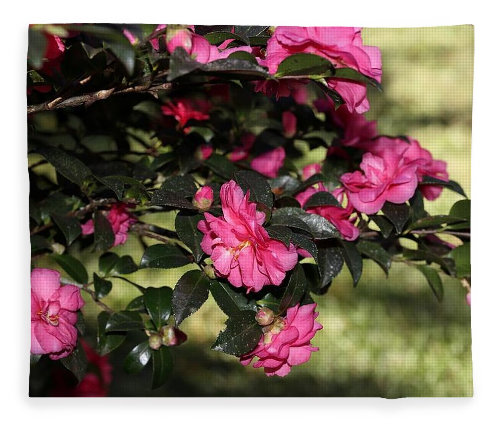 Camellia Fleece Blanket featuring the photograph Camellia IX by Mingming Jiang