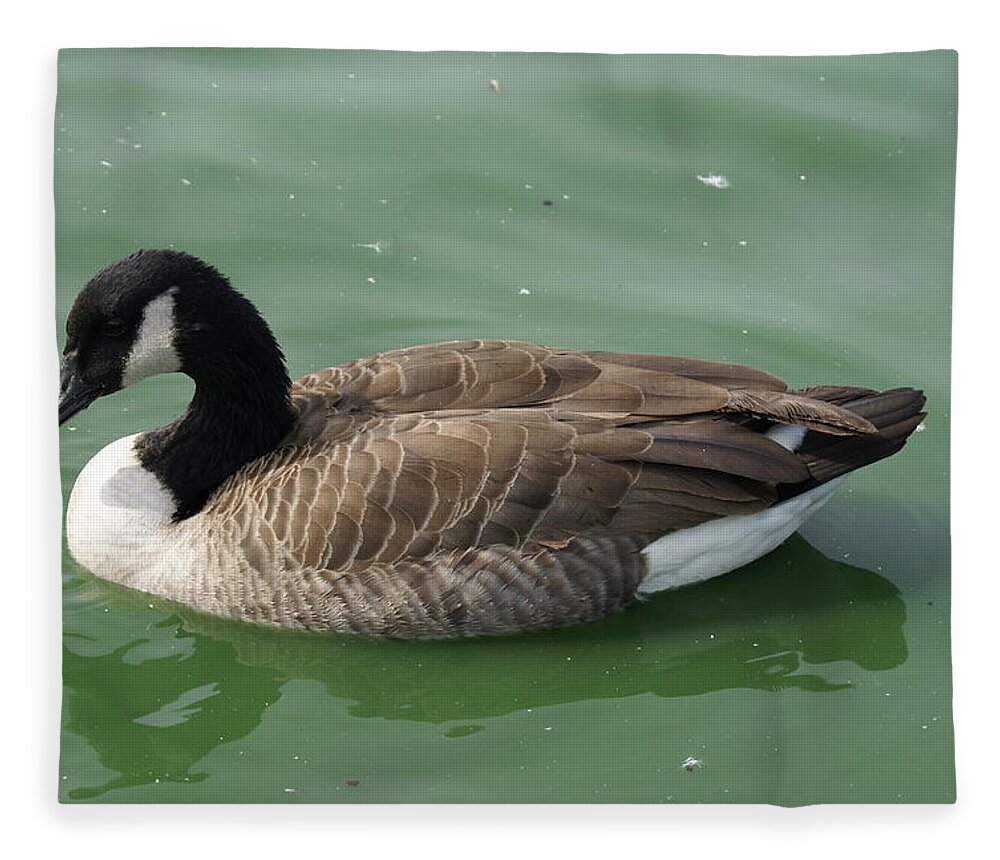  Fleece Blanket featuring the photograph Canada Goose by Heather E Harman