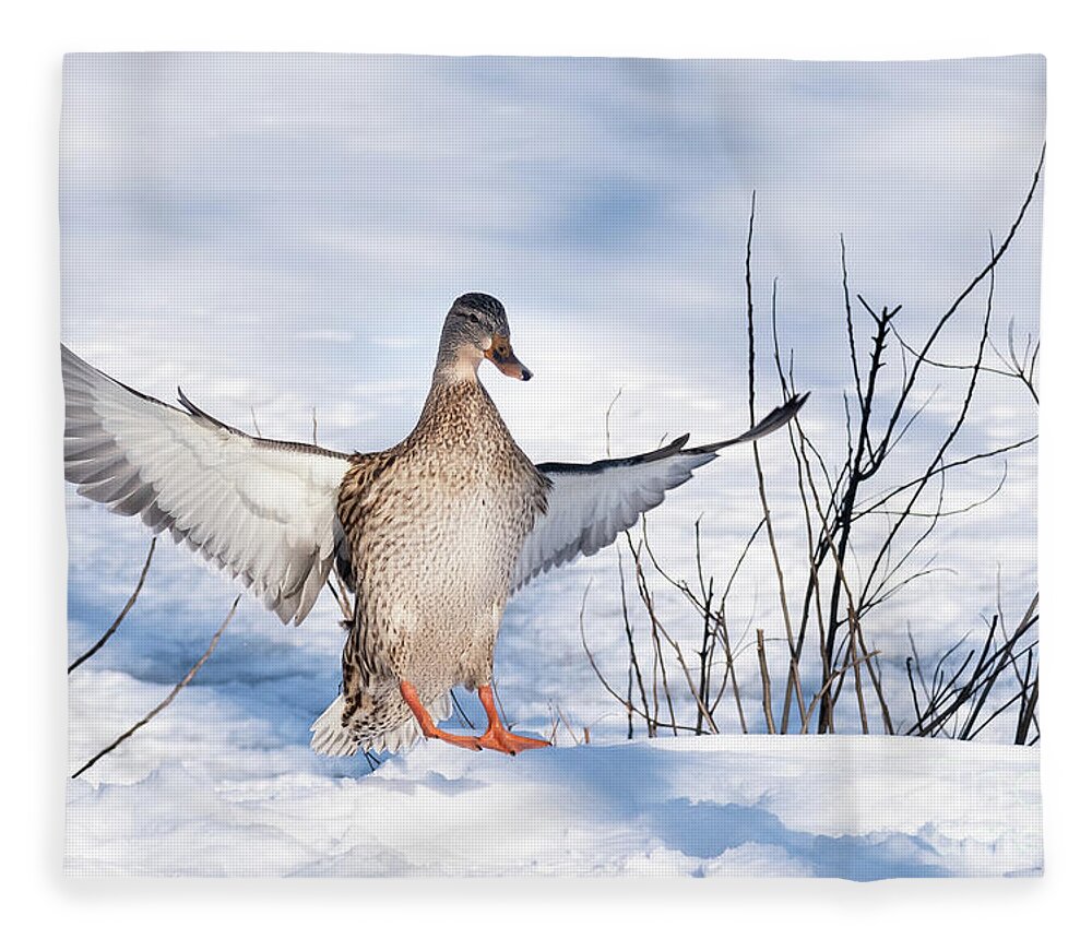 Bird Fleece Blanket featuring the photograph Canadian Goose Touchdown by Lorraine Cosgrove