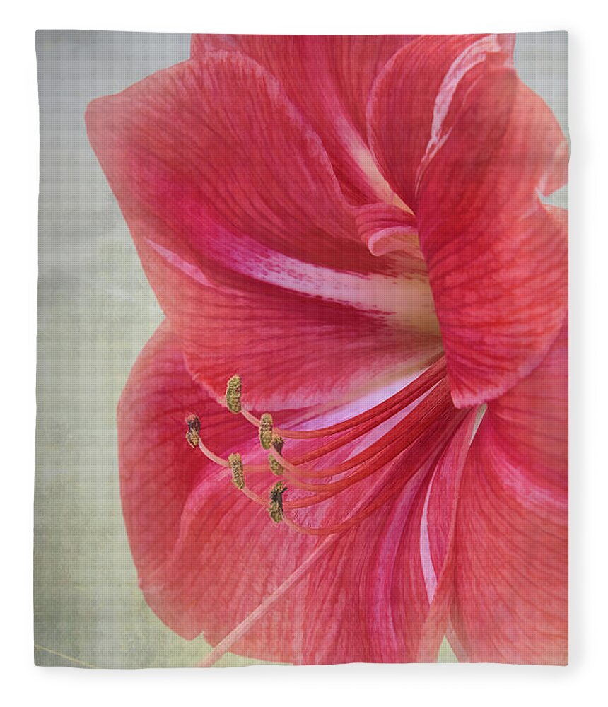 Candy Cane Fleece Blanket featuring the photograph Candy Cane Flower by Amy Dundon