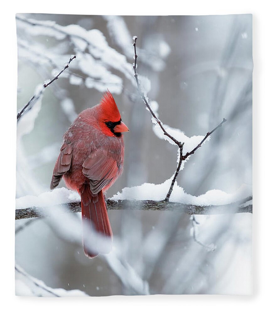 Cardinal Fleece Blanket featuring the photograph Cardinal in the Snow by Rachel Morrison