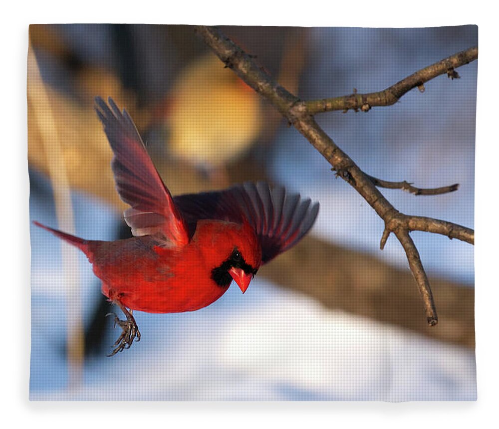 Cardinal Fleece Blanket featuring the photograph Cardinal Landing by Flinn Hackett