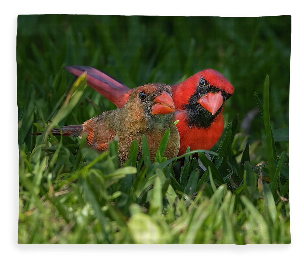 Backyard Fleece Blanket featuring the photograph Cardinal Mates by Larry Marshall