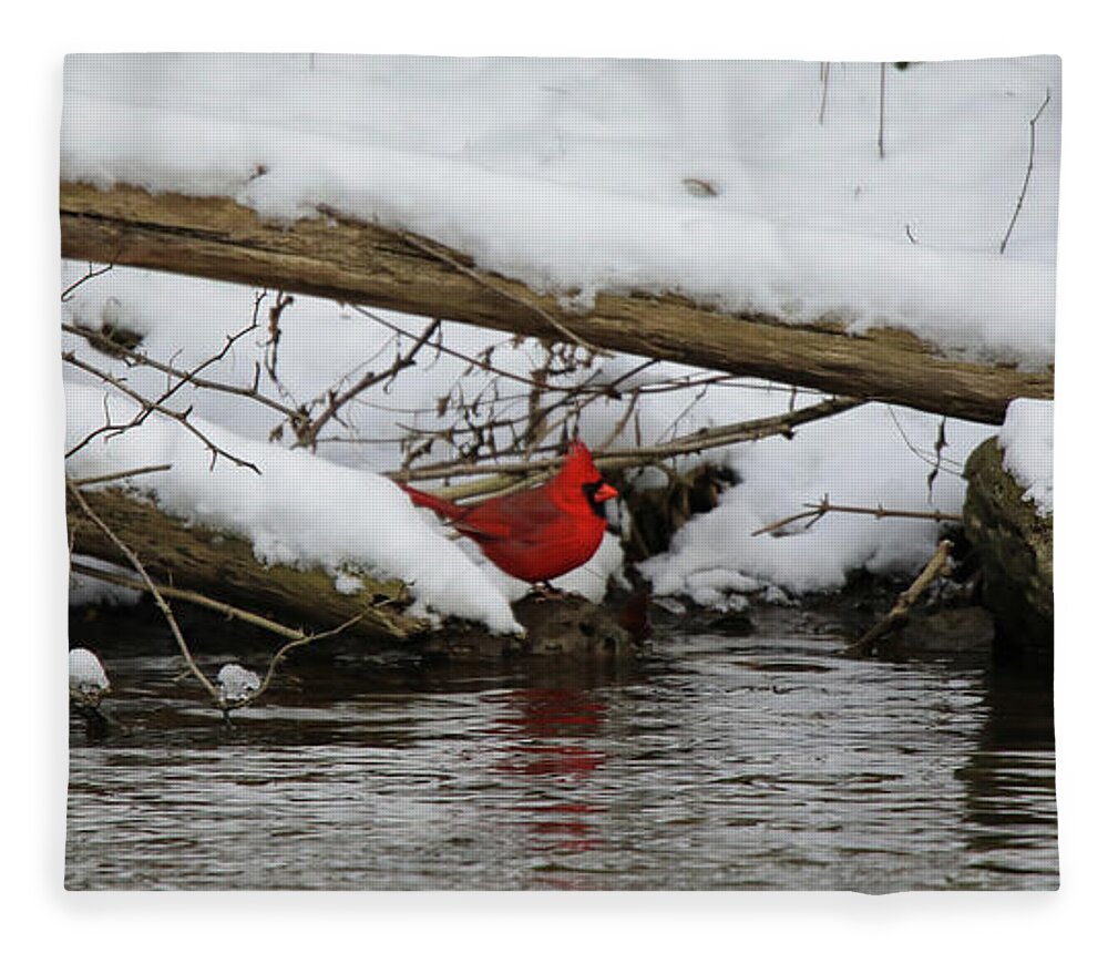 Red Color Fleece Blanket featuring the photograph Cardinal Red Reflection by Scott Burd