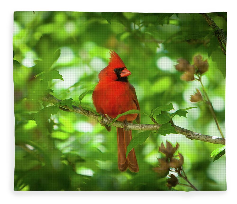 Red Cardinal Fleece Blanket featuring the photograph Cardinal_9951 by Rocco Leone