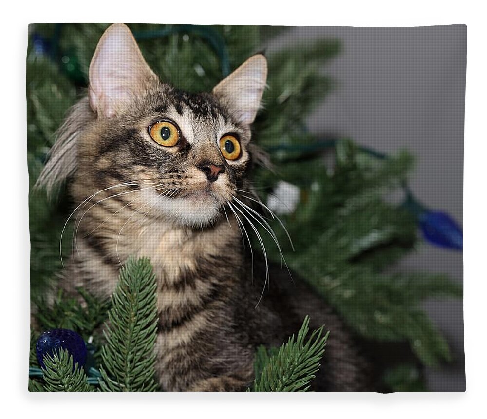 Maine Coon Fleece Blanket featuring the photograph Cat in a Christmas Tree by Mingming Jiang