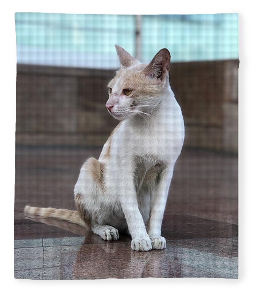 Wallpaper Fleece Blanket featuring the photograph Cat Sitting On Marble Floor by Prashant Dalal