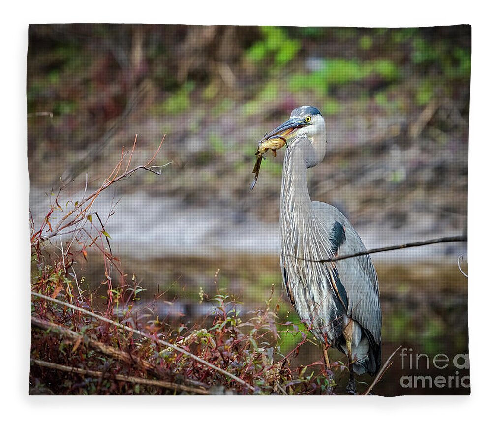 Wildlife Fleece Blanket featuring the photograph Catfishing by DB Hayes