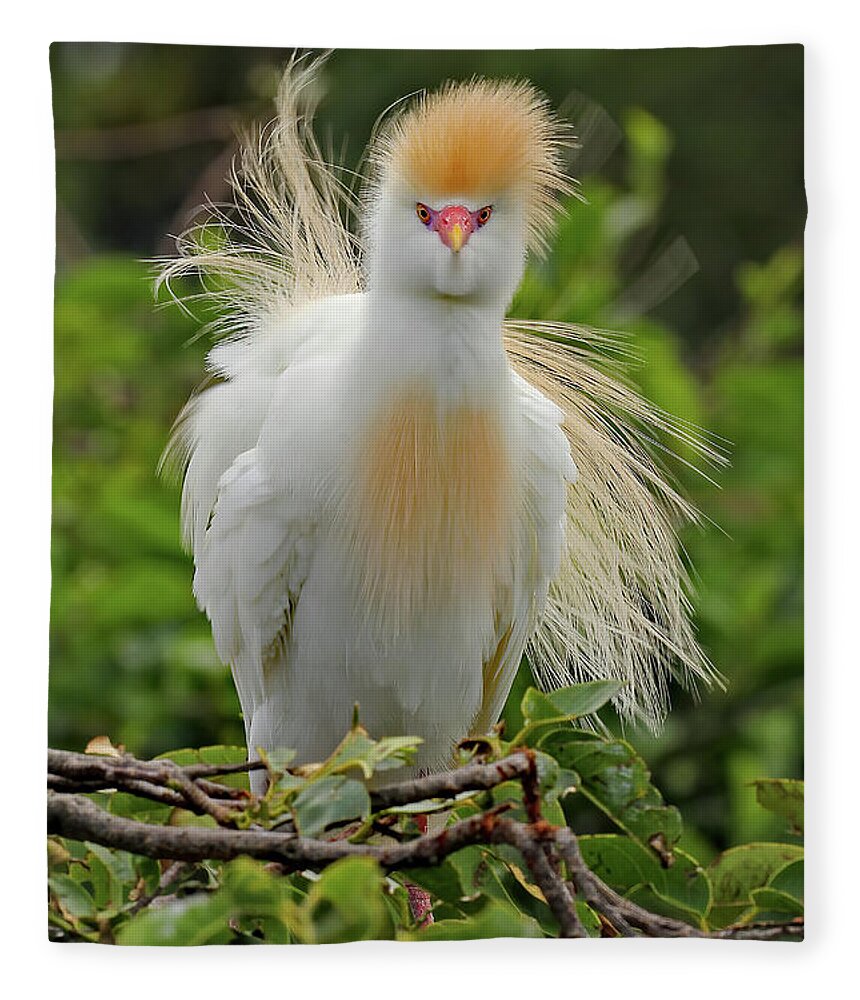 Cattle Egret Fleece Blanket featuring the photograph Cattle Egret Fluff by Jennifer Robin