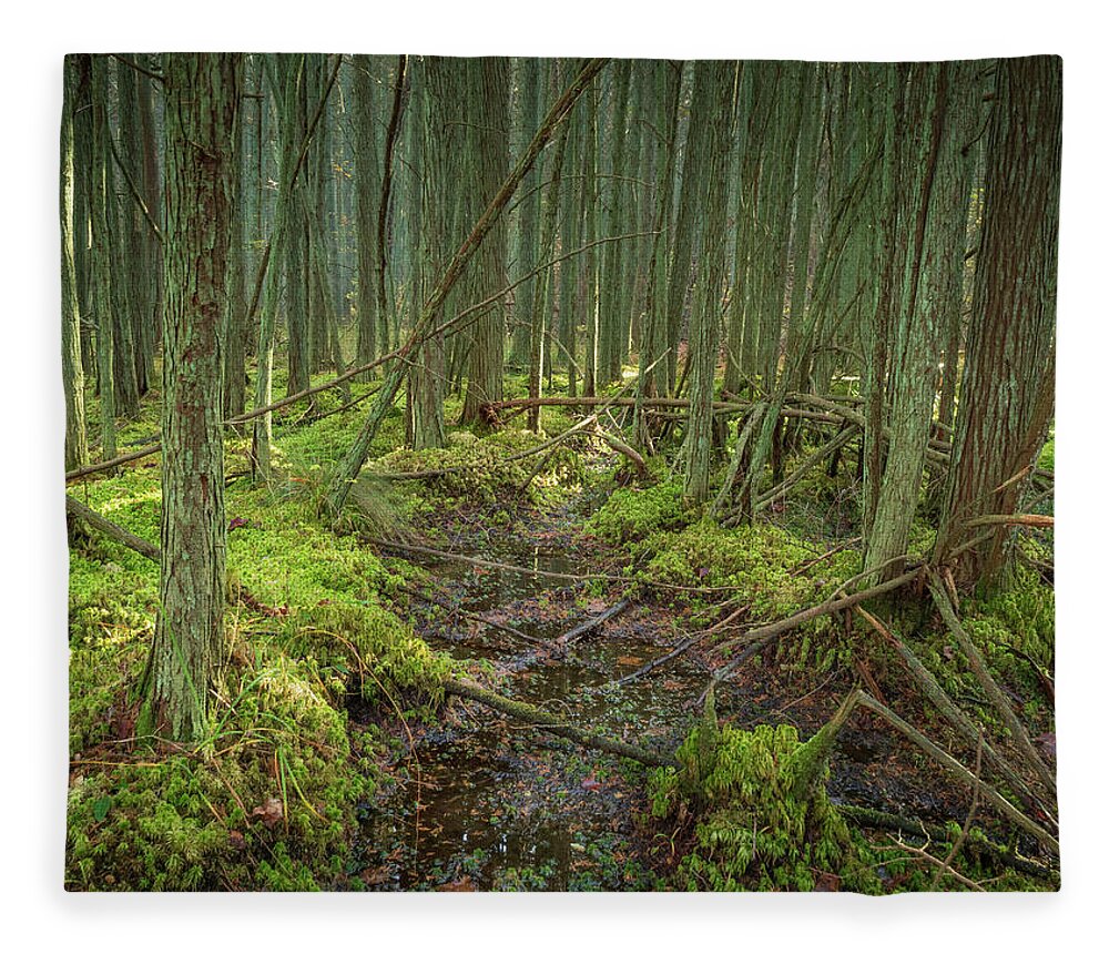 New Jersey Fleece Blanket featuring the photograph Cedar Swamp at Franklin Parker Preserve by Kristia Adams