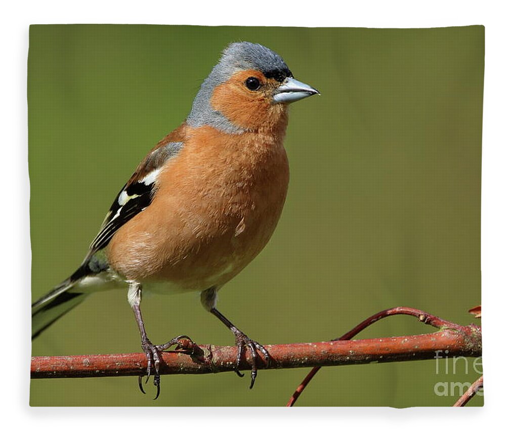  Fleece Blanket featuring the photograph Chaffinch male by Peter Skelton