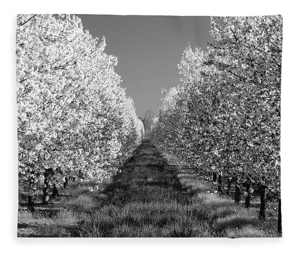 Cherry Orchard Fleece Blanket featuring the photograph Cherry Blossom Perspective B W by David T Wilkinson