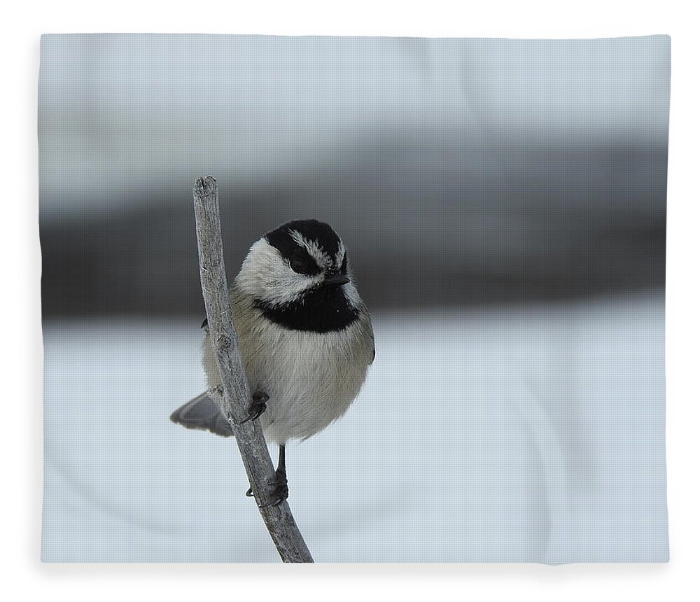Black Capped Chickadee Fleece Blanket featuring the photograph Chickadee by Nicola Finch