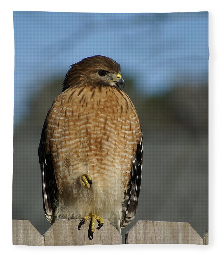  Fleece Blanket featuring the photograph Chilling Hawk by Heather E Harman