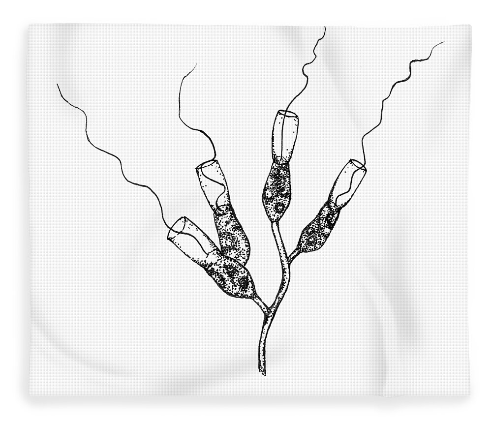 Protozoa Fleece Blanket featuring the drawing Choanoflagellates by Kate Solbakk