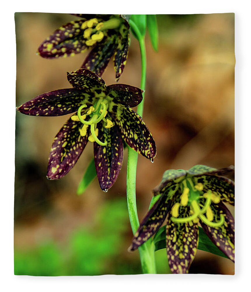Catherine Creek Fleece Blanket featuring the photograph Trio of Chocolate Orchids by Leslie Struxness