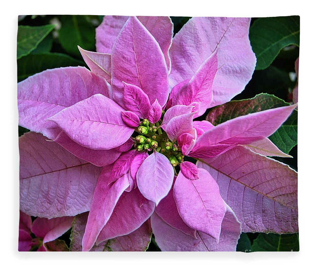 Holiday Fleece Blanket featuring the photograph Christmas Poinsettia by Amy Dundon