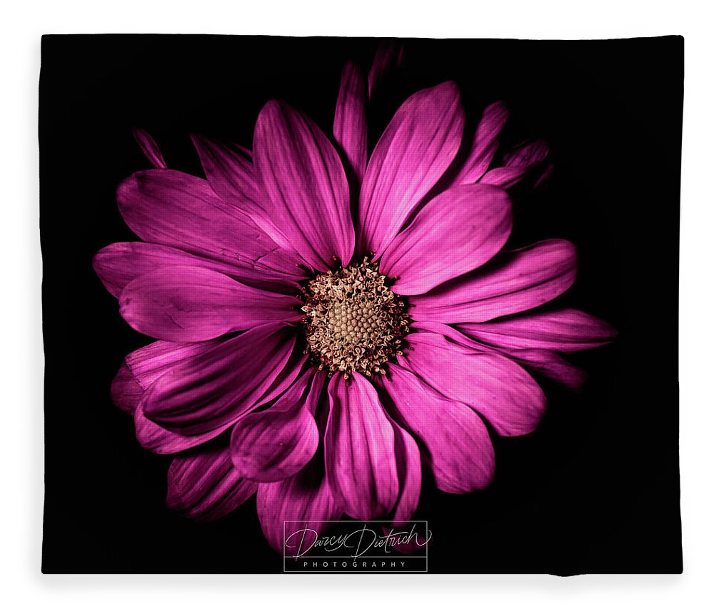 Magenta Flower Fleece Blanket featuring the photograph Chrysanthemum by Darcy Dietrich