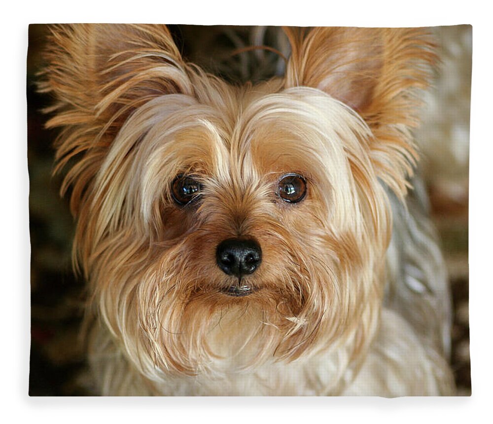 Animal Fleece Blanket featuring the photograph Close Up yorkie by Dawn Richards