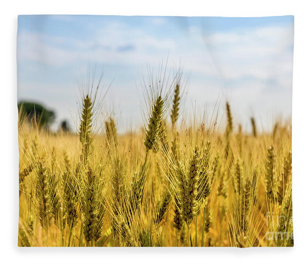 Wheat Fleece Blanket featuring the photograph Closeup of golden wheat ears in field. by Jelena Jovanovic