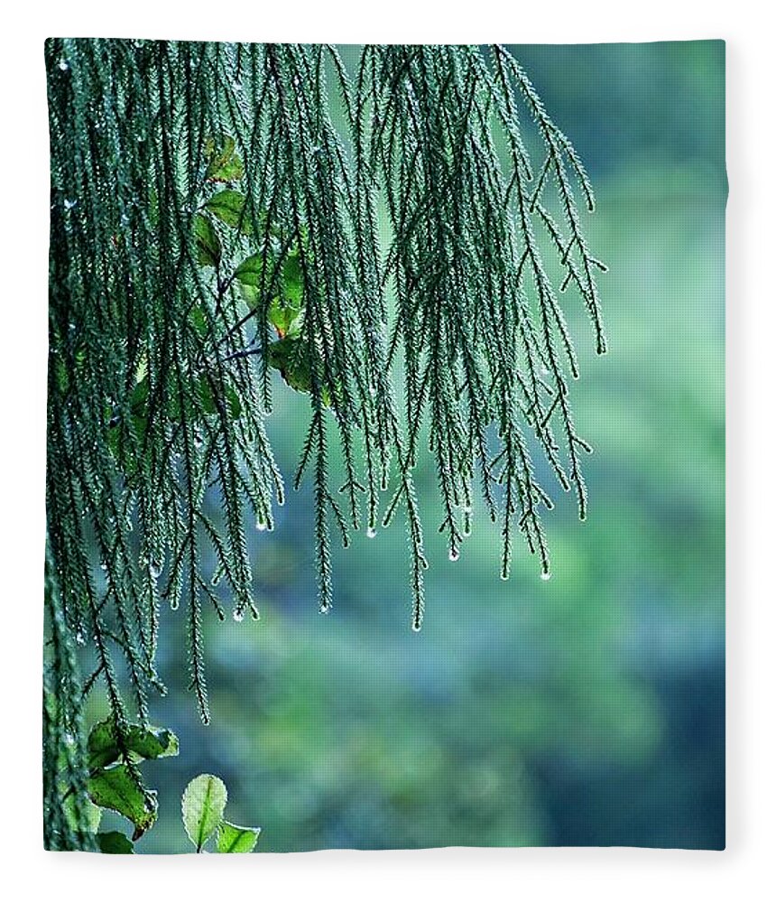New Zealand Fleece Blanket featuring the photograph Conifer Tree at Dawn, New Zealand by Steven Ralser