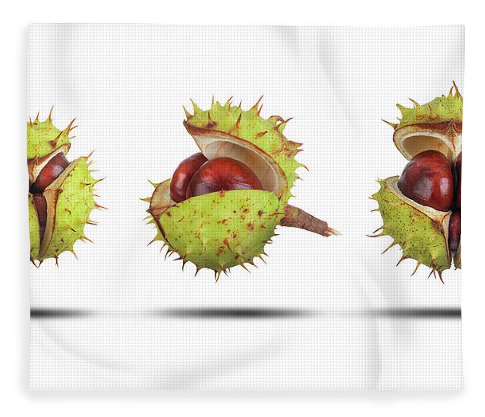 Conker Fleece Blanket featuring the photograph Conker cases opening in three stages isolated by Simon Bratt