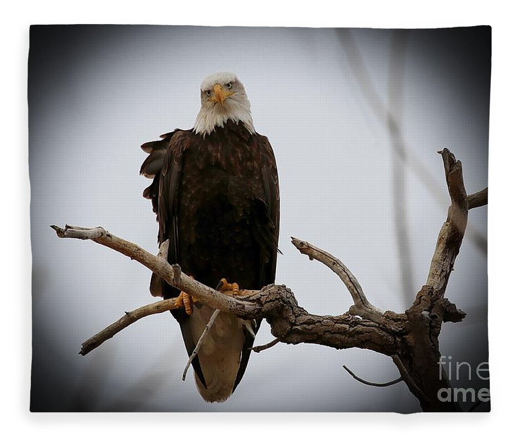 Eagles Fleece Blanket featuring the photograph Contemplating by Veronica Batterson