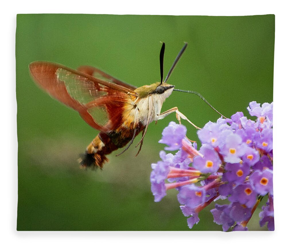 Hummingbird Moth Fleece Blanket featuring the photograph Cool Creature by Linda Bonaccorsi
