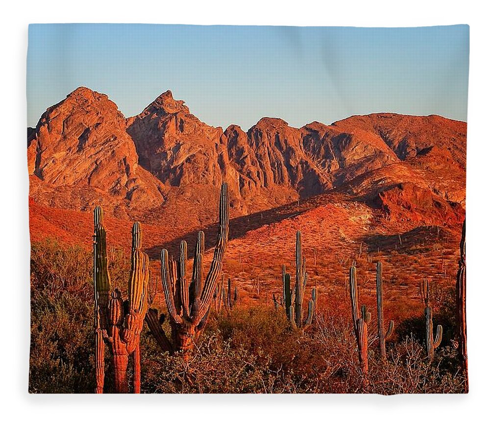 Cactus Fleece Blanket featuring the photograph Cordon Cactus by Robert McKinstry
